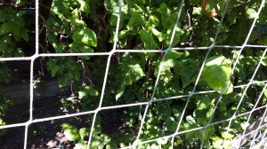 C har nått ett delmål! :)