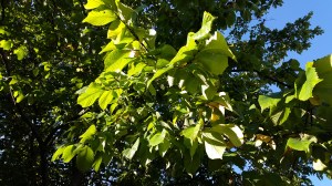wpid-20150922_081645.jpg