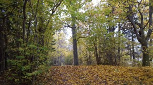wpid-20151025_102533.jpg