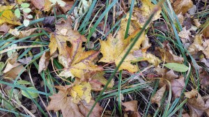 wpid-20151025_102609.jpg