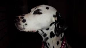 Världens finaste hund <3