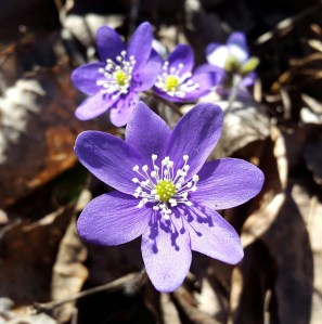 C behöver mycket hjälp just nu med sina tankar, känslor och ork.