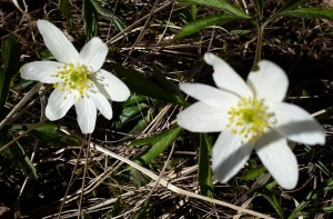11-åringen behöver vila och samla krafter. Hen vill bli sedd, både hemma och i skolan, och inte behöva anpassa sig hela tiden.