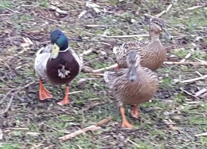 C hade kul med sina kompisar och är en i gänget! Så viktigt att få känna så!