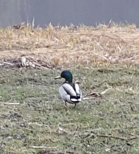 C skulle hamna utanför det sociala sammanhanget om jag gav hen konsekvenser/bestraffningar.