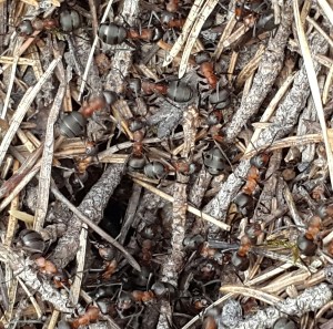 7-åringen har myror i brallan!