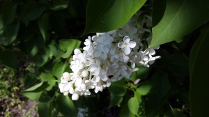 Den blomstertid nu kommer... :)