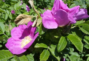20160602_120040-1.jpg