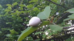 C börjar komma tillbaka!