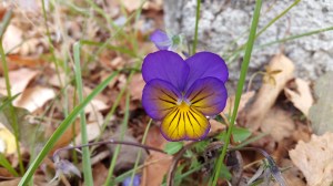 Hjälp våra barn blomma!